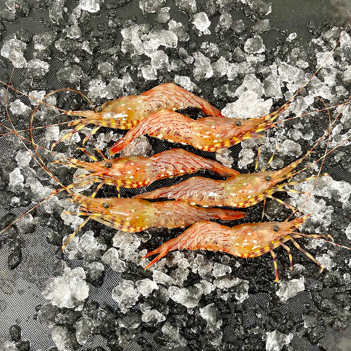 Coonstripe Shrimp Grayzone Seafood