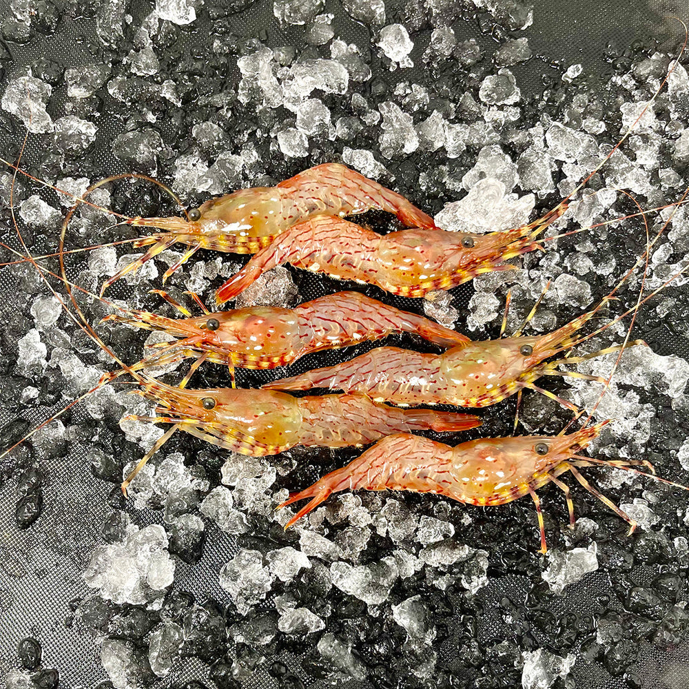 Coonstripe Shrimp