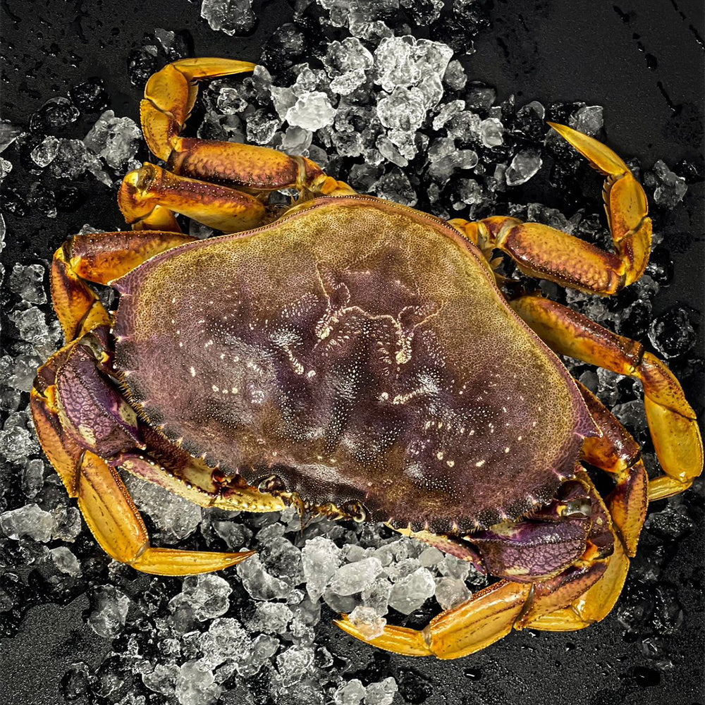 Live Dungeness Crab 活珍宝蟹