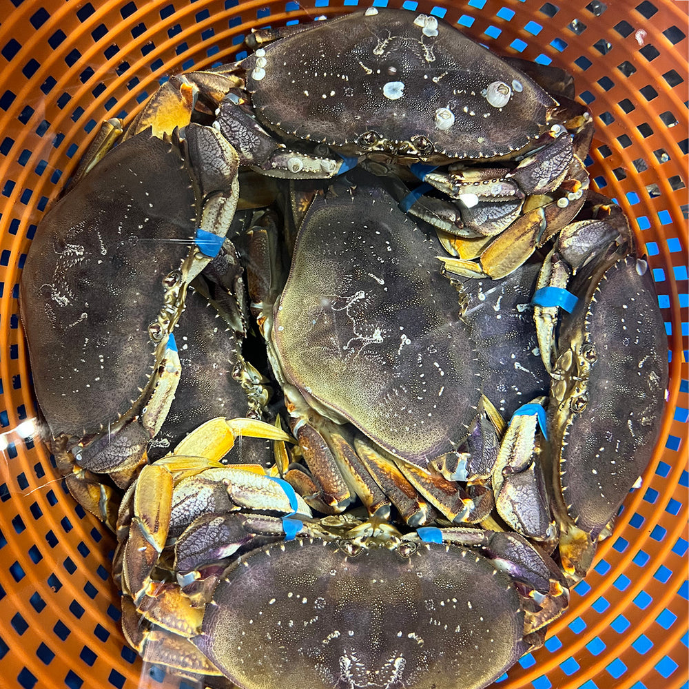 
                  
                    Live Dungeness Crab 活珍宝蟹
                  
                