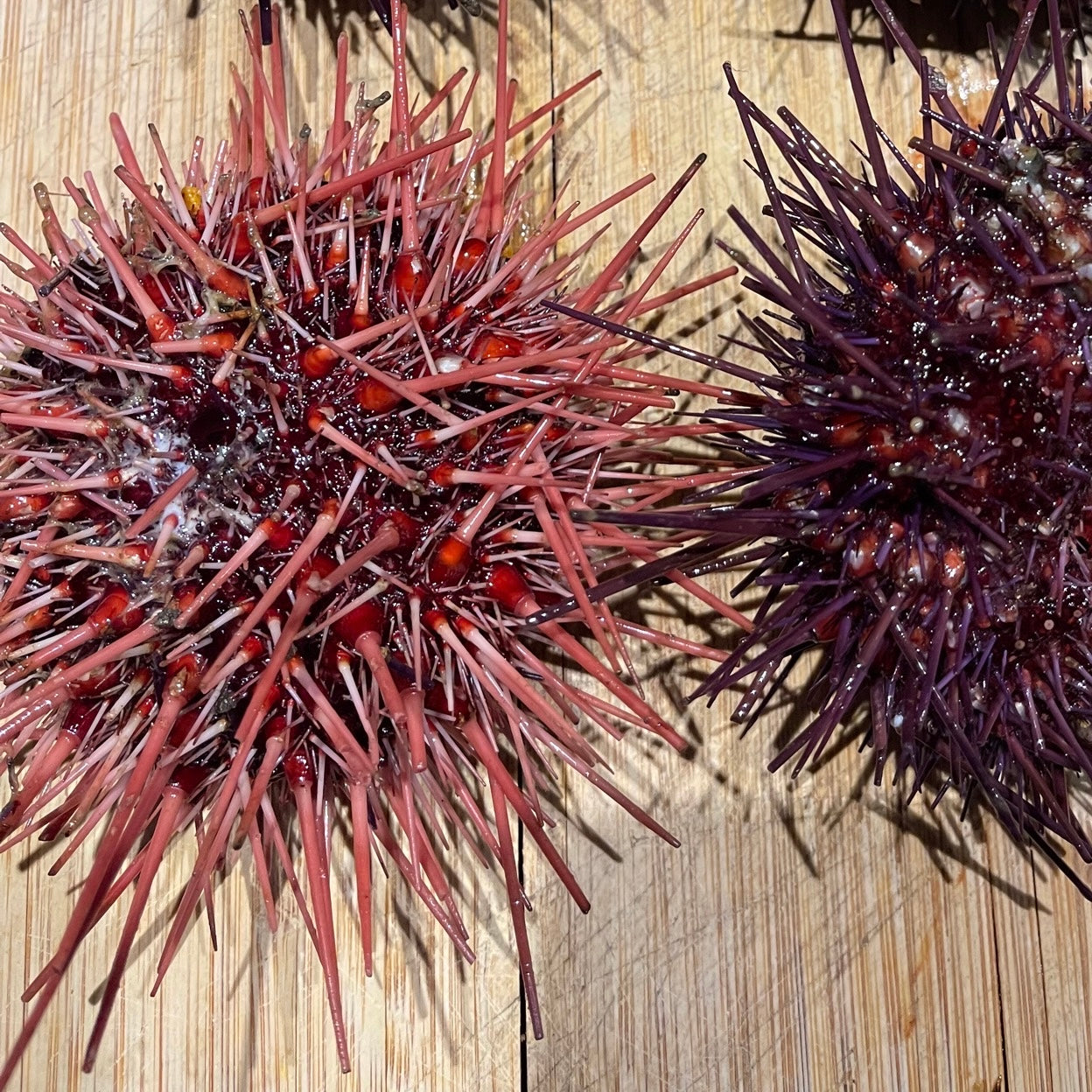 
                  
                    Live Red Sea Urchin 活红海胆
                  
                