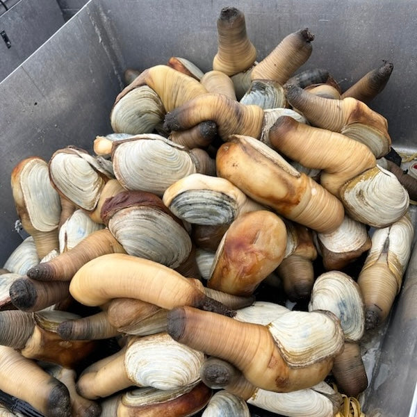 Grayzone Seafood specializes in Wild Caught Live Geoduck Sale 灰色地带海鲜