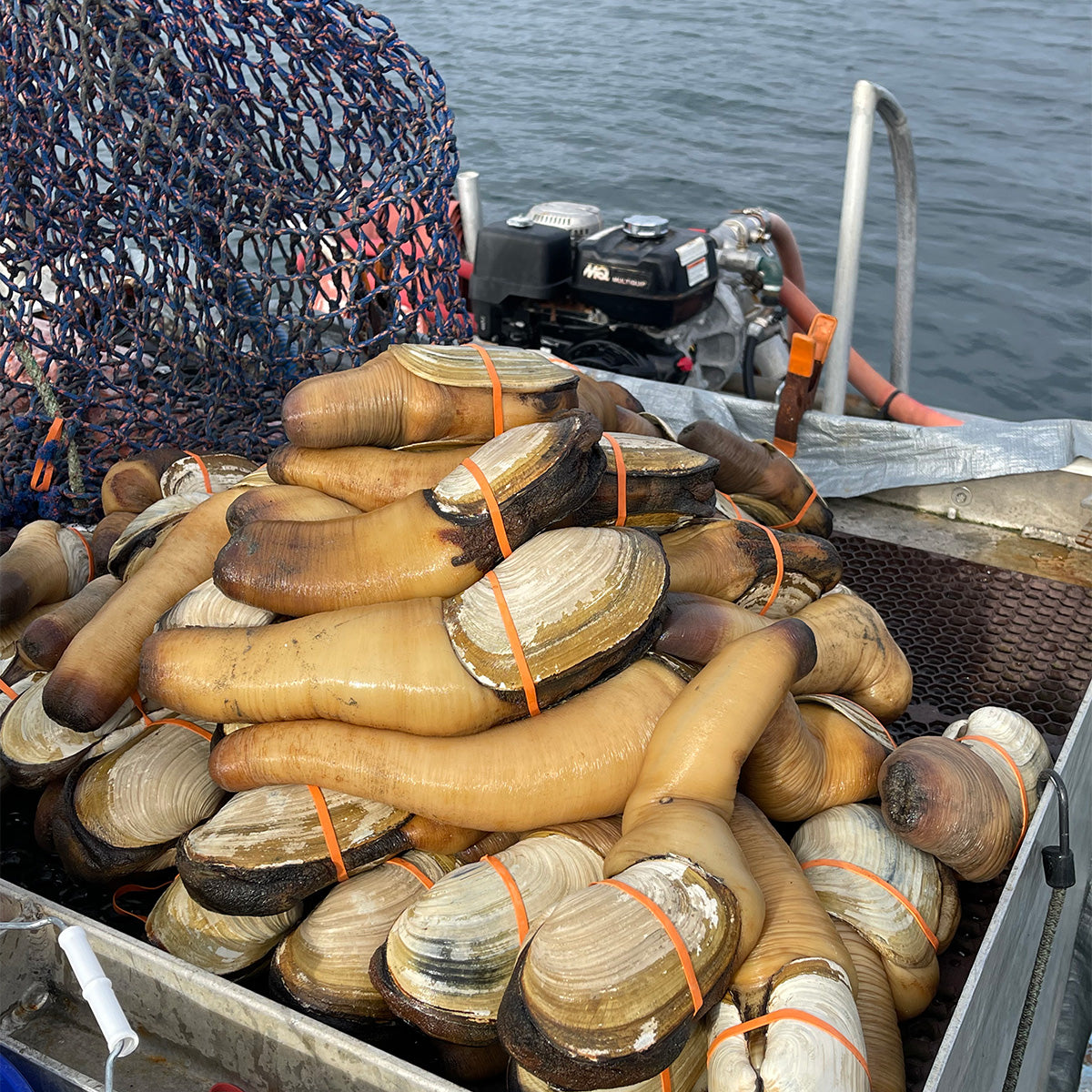 Goeduckl Live Geoduck 活象拔蚌 – Grayzone Seafood