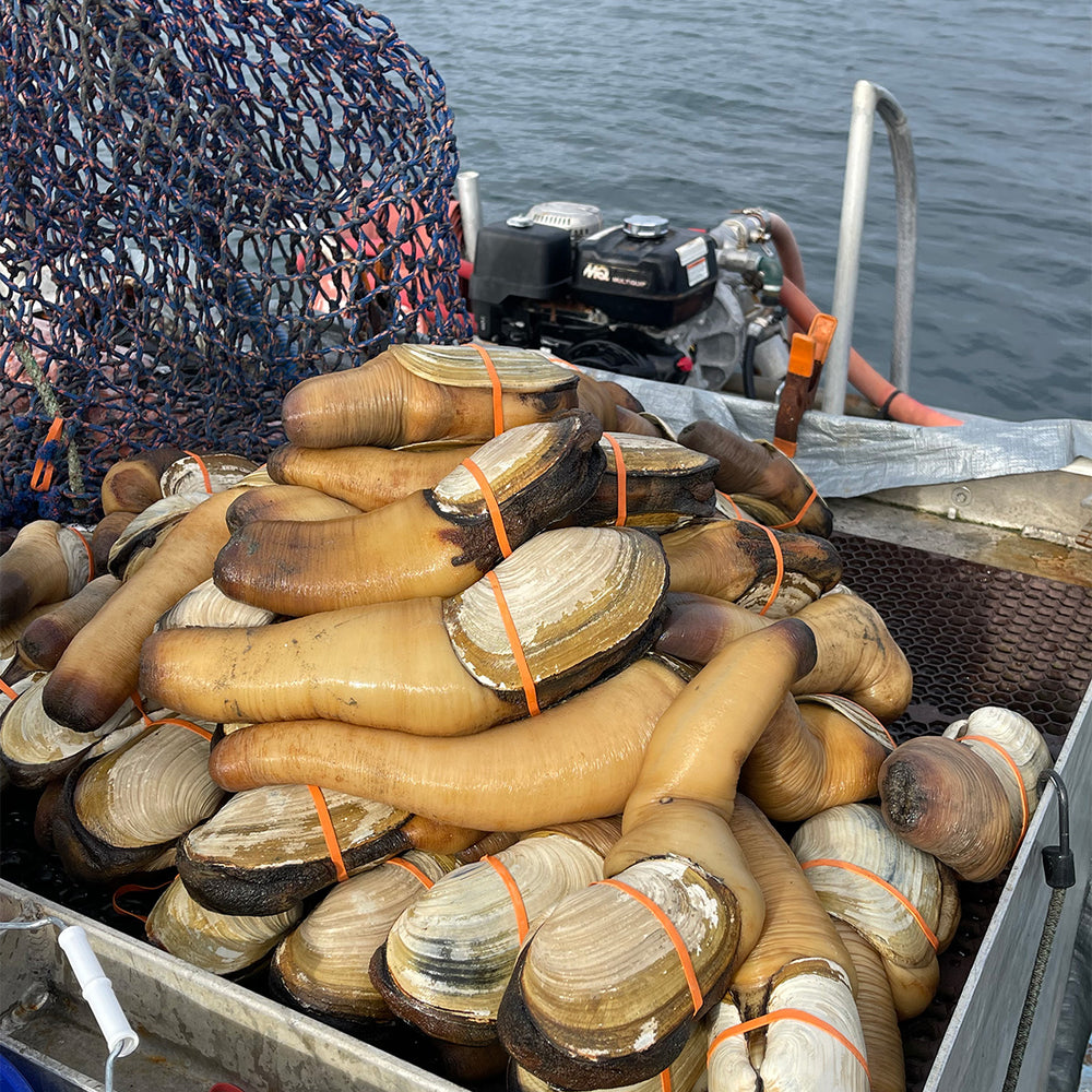 Geoduck Without Shell Geoduck Clam