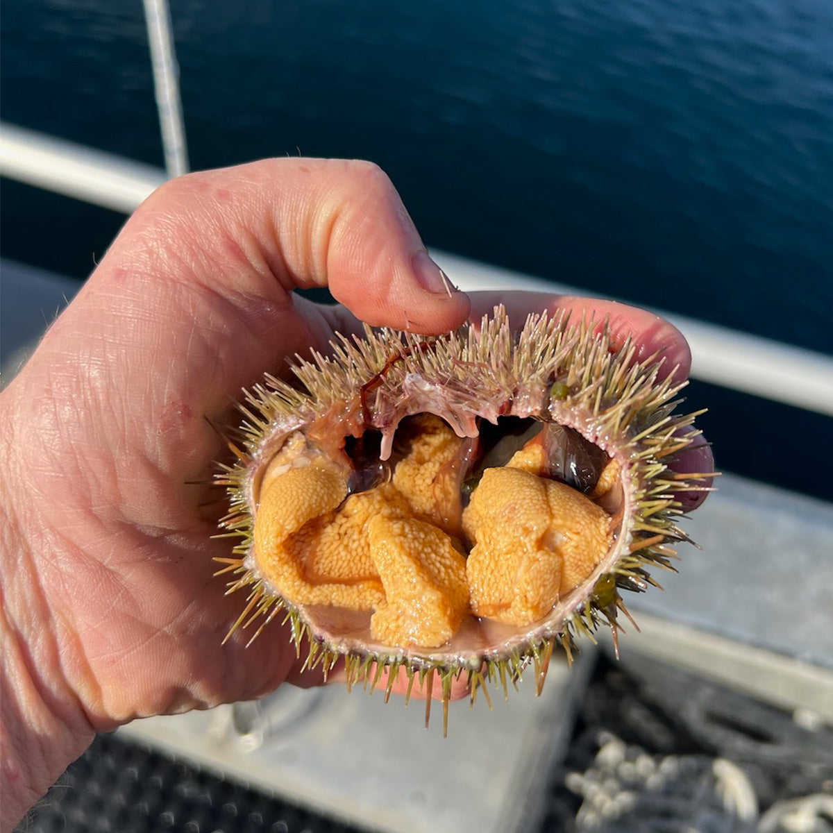 Live Green Sea Urchin 活绿海胆 – Grayzone Seafood